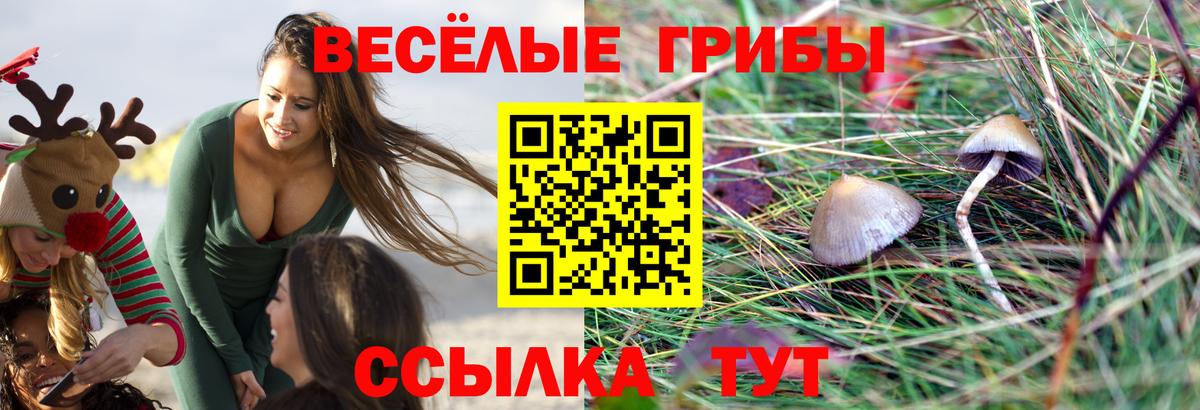 Кузнецк  Псилоцибиновые грибы мухоморы  Вход с VPN  Псилоцибиновые грибы GOLDEN TEACHER 